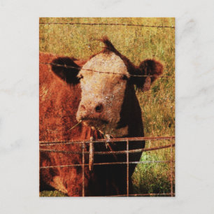 Friendly Cow Postcard