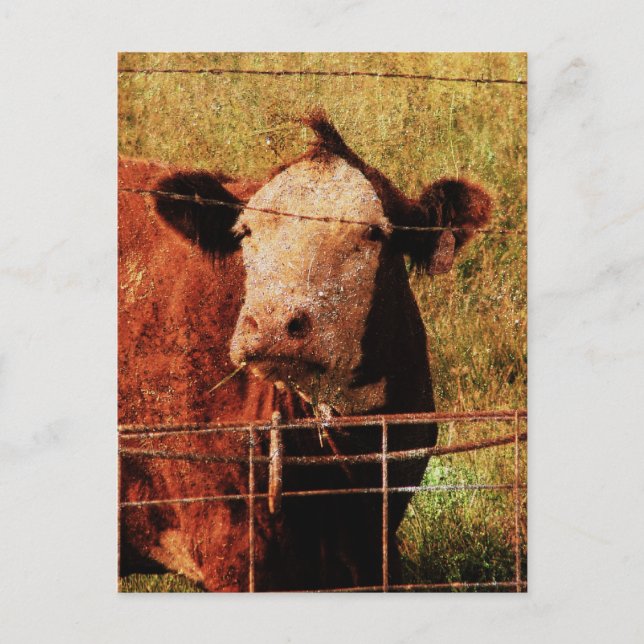 Friendly Cow Postcard (Front)