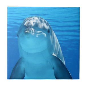 Friendly Dolphin Photo Tile