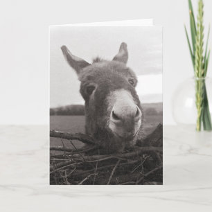 Friendly Donkey - Vintage Photo Card