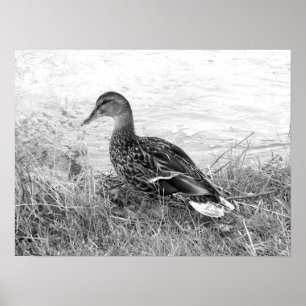 Friendly Duck Poster