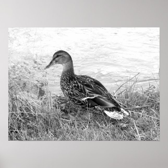 Friendly Duck Poster (Front)