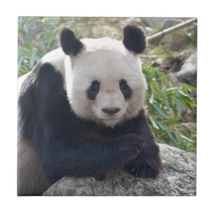 Friendly Giant Panda Ceramic Tile