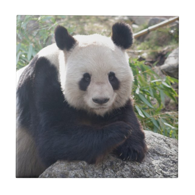 Friendly Giant Panda Ceramic Tile (Front)