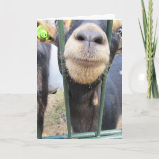Friendly goat. card (Front)