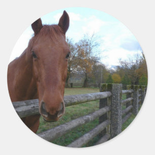 Friendly Horse by the Fence Classic Round Sticker