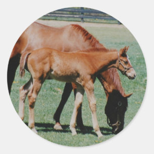 FRIENDLY HORSES CLASSIC ROUND STICKER