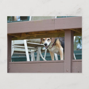 Friendly Hound Dog Visitor Postcard