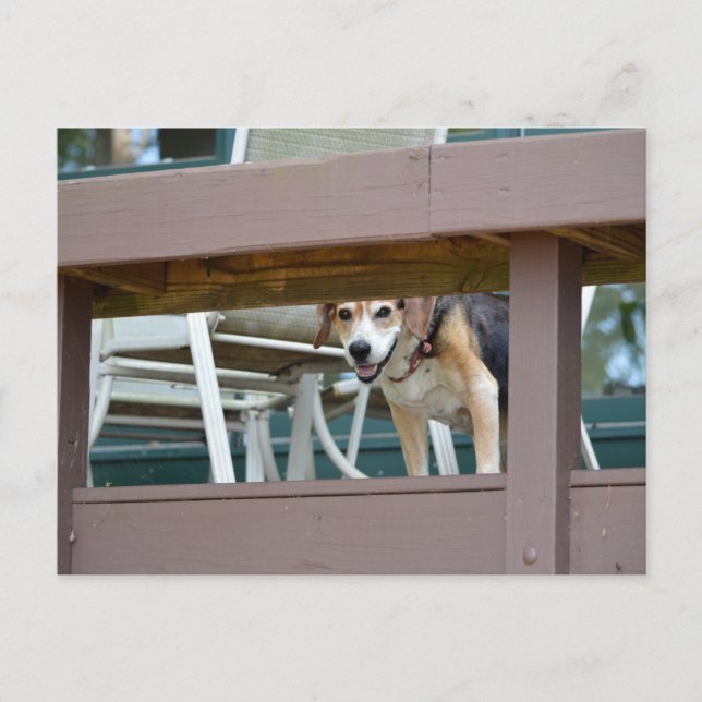 Friendly Hound Dog Visitor Postcard (Front)
