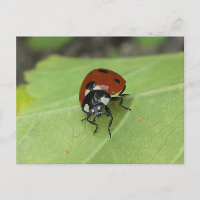 Friendly Ladybug Postcard (Front)