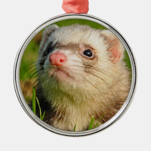 Friendly Pet Ferret Metal Ornament (Front)
