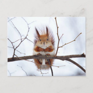 Friendly Red Squirrel Postcard