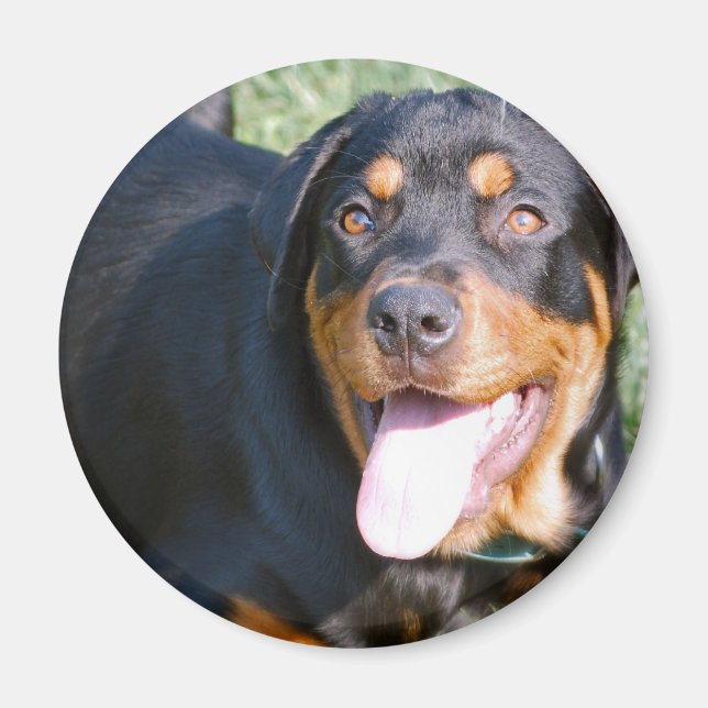 Friendly Rottweiler Magnet (Front)