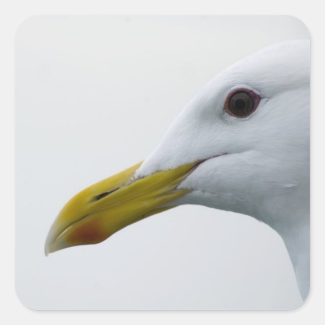 Friendly Seagull? Square Sticker (Front)