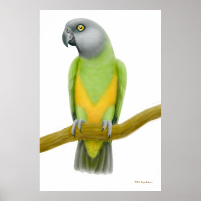 Friendly Senegal Parrot Print (Front)