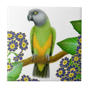 Friendly Senegal Parrot Tile