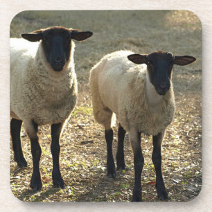 Friendly Suffolk Sheep Pasture Barnyard Late Sun Coaster