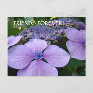 FRIENDS FOREVER! Post Card Hydrangea Flowers Cards