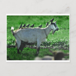 Friends Postcard