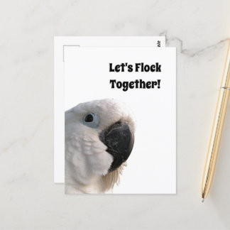 Friendship Day Cockatoo Flock Together Funny Photo Postcard