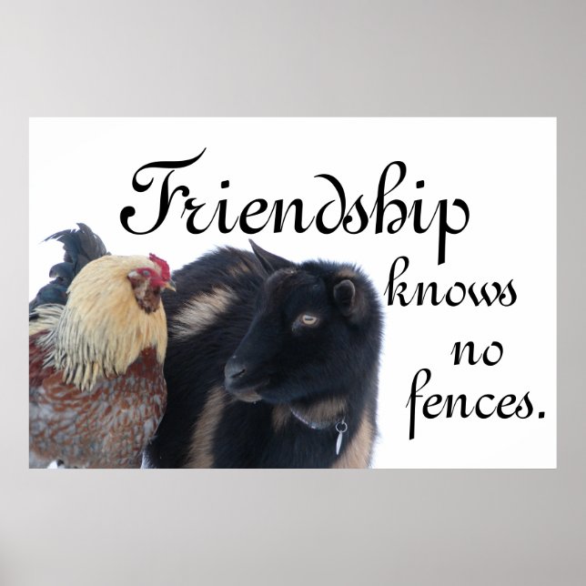 FRIENDSHIP KNOWS NO FENCES - GOAT - ROOSTER POSTER (Front)