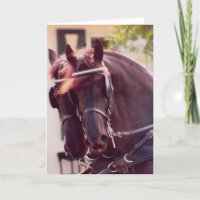 Friesian Carriage Horses Card