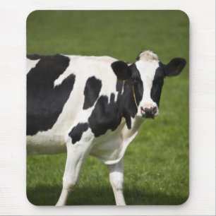 Friesian cow mouse pad