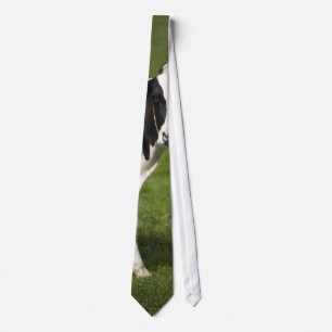 Friesian cow tie
