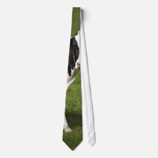 Friesian cow tie
