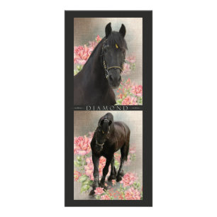 Friesian DIAMOND - Rack / Postcard Card