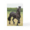 Friesian Horse Greeting Card