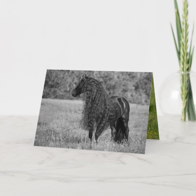 Friesian Horse Looks - Horse Greeting Card (Front)