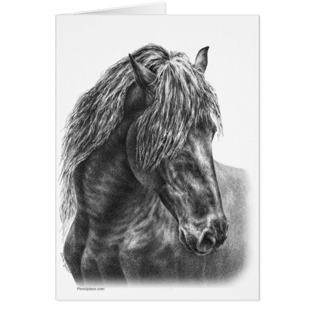 Friesian Horse Portrait Drawing by Kelli Swan (Front)