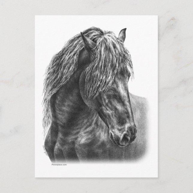 Friesian Horse Portrait Wavy Mane Postcard (Front)