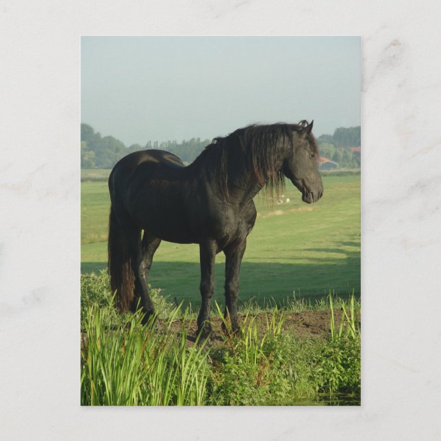 Friesian Horse Postcard (Front)
