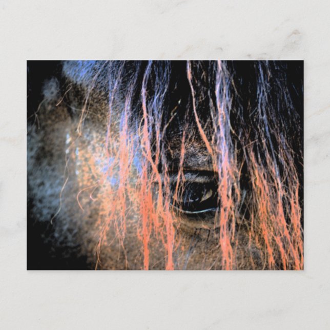 Friesian Horse Postcard (Front)