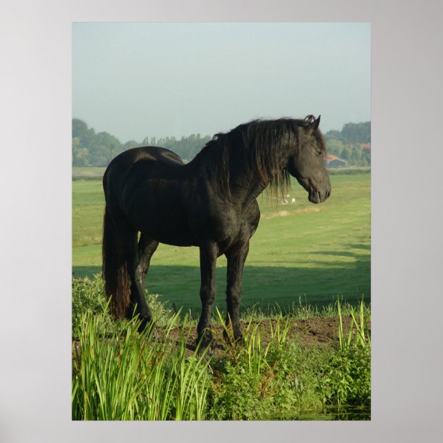 Friesian Horse Poster (Front)