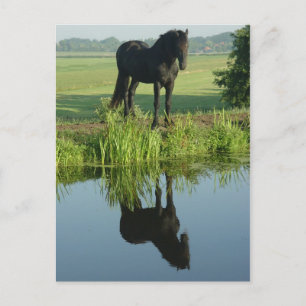 Friesian Horse Reflection in water Postcard