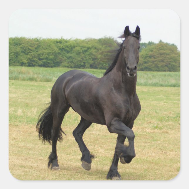 Friesian Horse Stickers (Front)