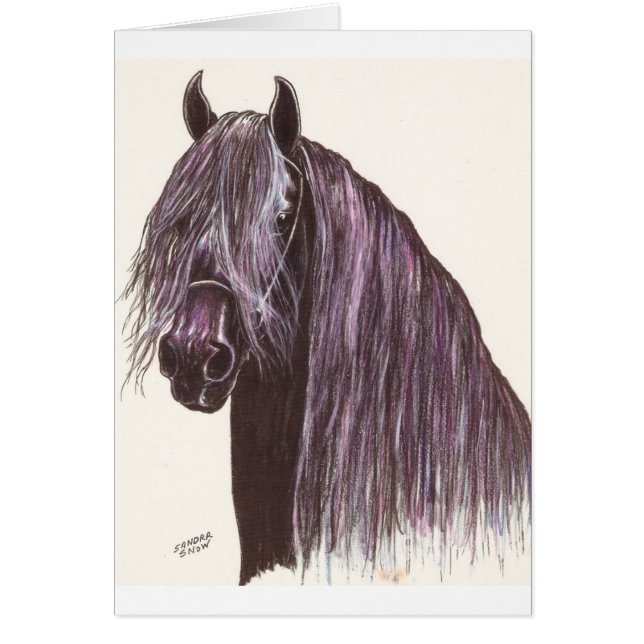 Friesian Horse Study (Front)