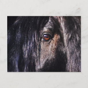 friesian horses eye postcard