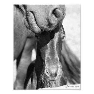 Friesian mare and foal (black and white) photo print