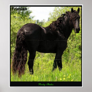 Friesian Poster