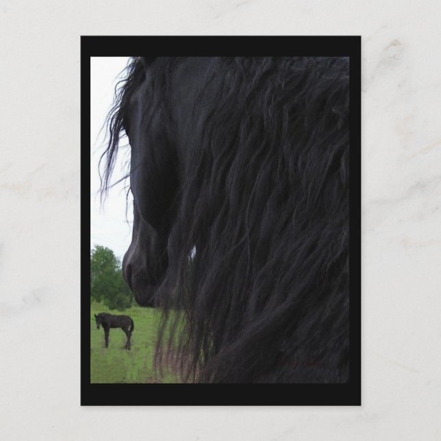 Friesian View Postcards (Front)