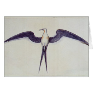 Frigate Bird