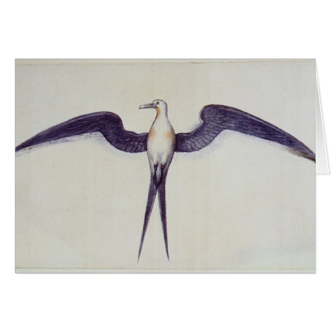 Frigate Bird (Front Horizontal)
