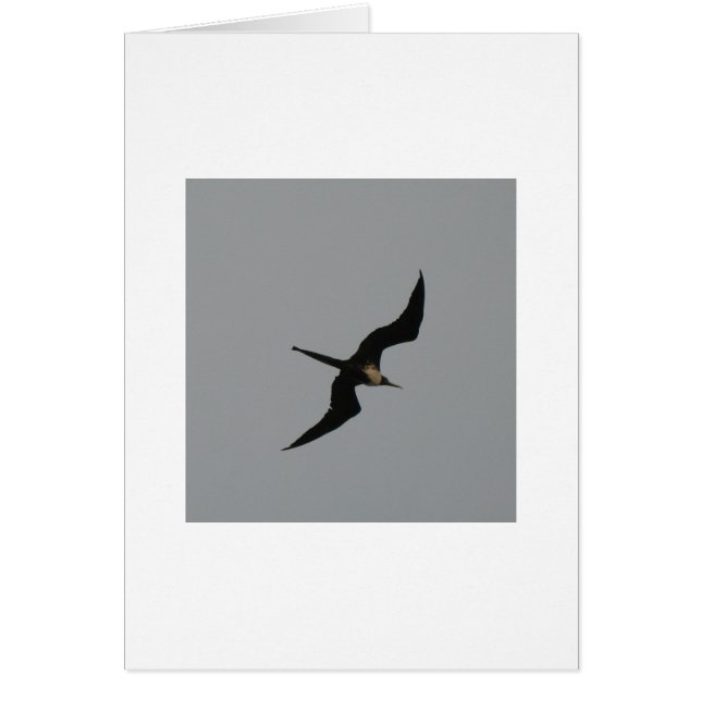 Frigate Bird card (Front)