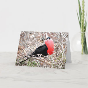 Frigate Bird (Fragata) in Mating Display Galapagos Card