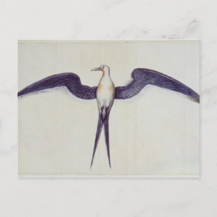 Frigate Bird Postcard