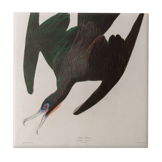 Frigate Pelican Birds of America Audubon Print Ceramic Tile (Front)